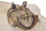 Stunning Erbenochile Trilobite with Hollardops - No Restoration! #334861-9